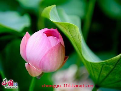 出淤泥而不染的成语故事