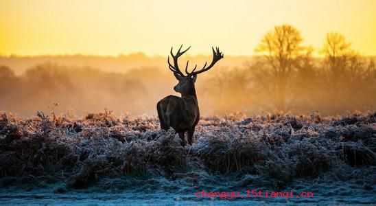 小鹿触心头的成语故事