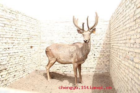覆鹿遗蕉的成语故事