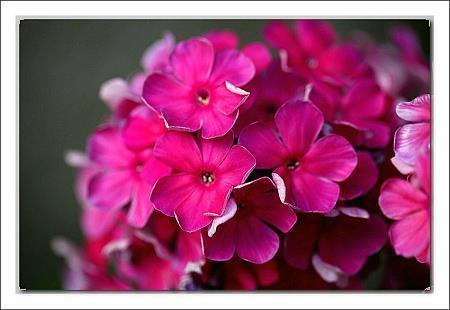 牛年口号大全霸气语录全新祝福语