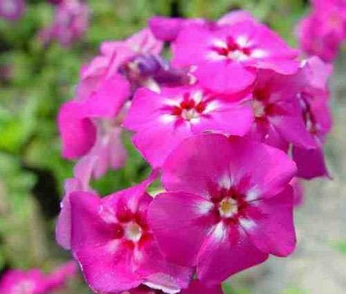 鲁迅先生怼人语录 关于鲁迅先生骂人语句(精选46句)