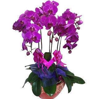 2021庆祝春节贺词祝福语大全
