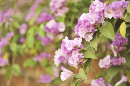 立夏开心快乐的句子