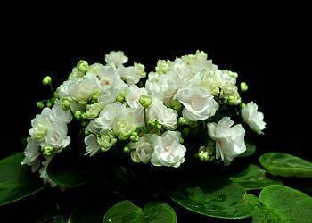 2021七夕朋友圈文案说说(精选77句)