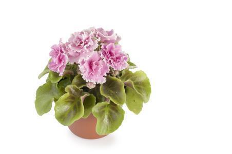 霜降节气早安问候语 霜降节气早安问候语(精选50句)