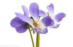 赞美描写桃花的优美句子和段落摘抄大全