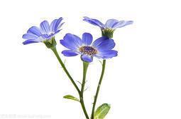 描述兄弟情深的句子87句