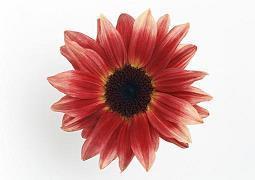 2021中考的励志句子摘录29句