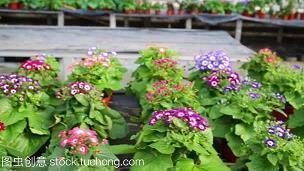 情感语录大全 真正爱你的人经典语录