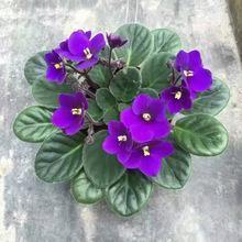 葡萄广告文案