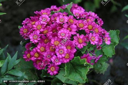 简短早安心语正能量一句话集合25句