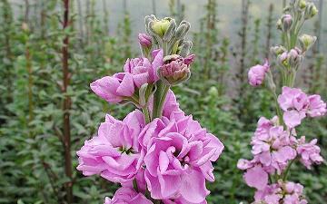 中秋节祝福语大全简短走心文案(精选108句)