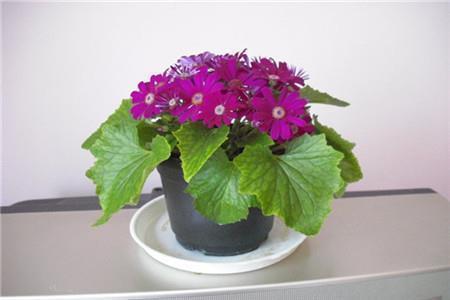 感谢朋友的话语 暖心发朋友圈 朋友圈表达谢谢的说说(精选77句)