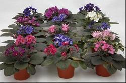 情话最暖心短句给女生