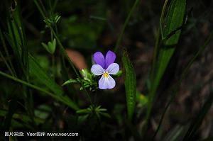 描写晚霞的优美文案(精选17句)