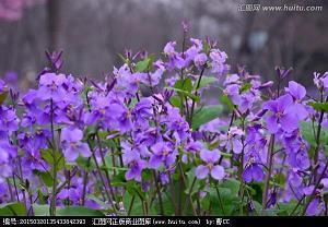 描写红梅的诗句古诗有哪些 赞美红梅的诗句优美的 描写红梅花