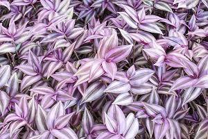 芒种谚语或诗句 描写芒种的优美句子精选52句