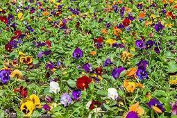 早上问好撩人情话 微信早安问候语汇总78句