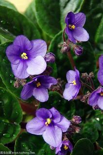 冬天第一场雪文案句子大全(精选99句)