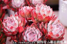 抒写回家过年的句子31句