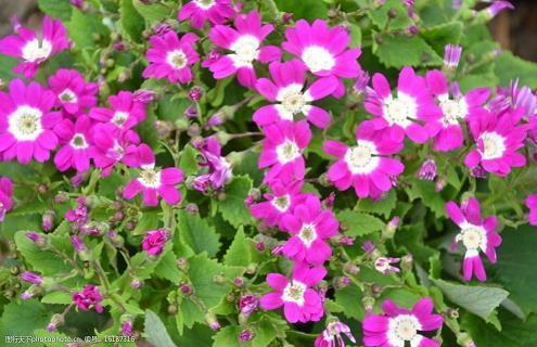 心寒对人失望的句子