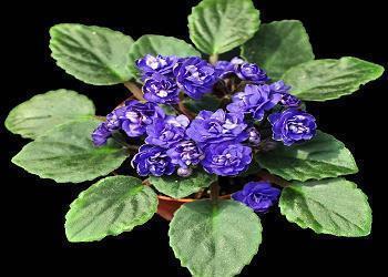 快过年的句子 有关于春节的短语