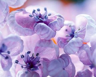 风吹麦香传万里 芒种节气朋友圈文案(精选30句)