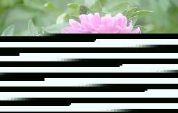 赞美父亲的句子简短 赞美父亲的句子精选39句