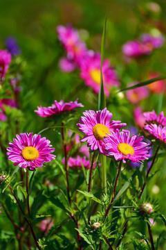 治愈心累的心灵鸡汤 心灵鸡汤经典语录励志汇总82句