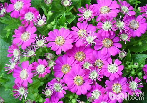 春天的气息的优美句子100字