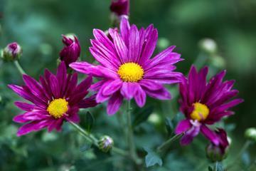 每日早安心语正能量收集25句