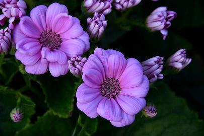 百万英镑好词好句好段摘抄