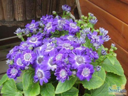 桂花唯美句子23句