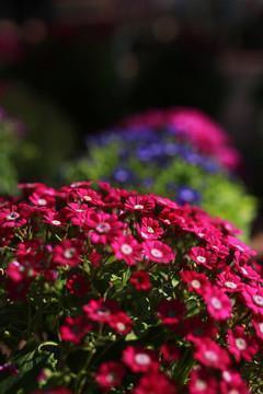 说说让女生开心的句子