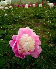 生日文案短句干净超级唯美语录说说80句