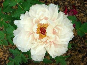 快乐开心生活的句子