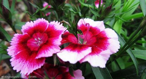 晚安心语经典语句