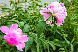 描写傍晚的优美句子40句