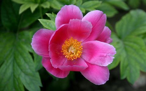 重阳节发朋友圈的精美句子(精选50句)