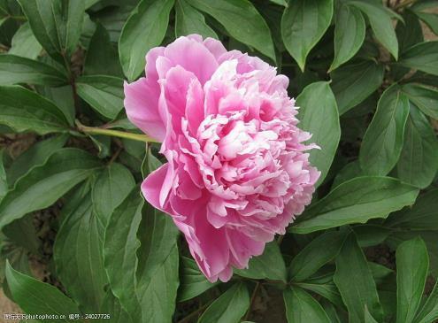 打动人心的情感语录