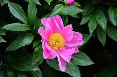 描写清明节的句子佳句 清明节的问候语