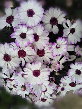 积极阳光正能量的句子