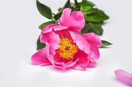 描写小雨的句子