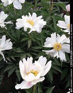 早安正能量句子励志