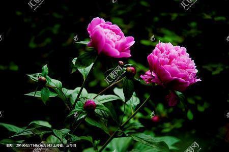 早上吸引朋友圈的句子 给朋友问早安的话汇总64句