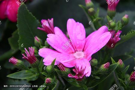 感恩自然的英语句子