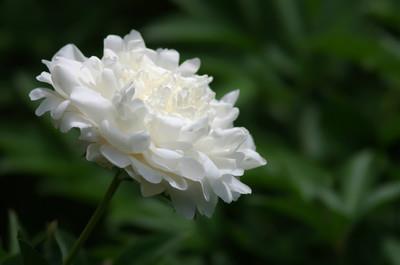 春节朋友圈2021年温馨拜年的祝福句子77句