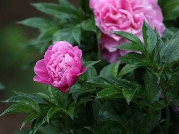 三毛经典语录摘抄 三毛经典句子推荐47句