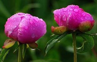 祝班主任生日快乐留言简洁汇总32句