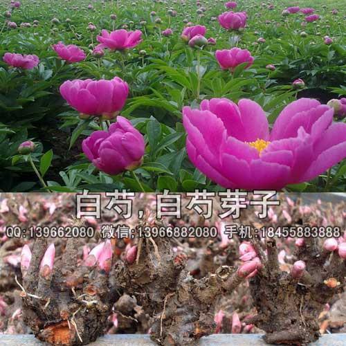 自己爱自己的经典句子 爱自己说说短句(精选50句)